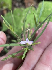 Carlowrightia pectinata