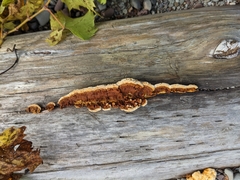 Gloeophyllaceae