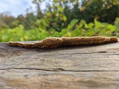 Gloeophyllaceae