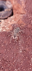 Platycryptus undatus