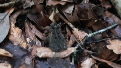 Incilius porteri
