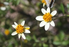 Bidens bigelovii
