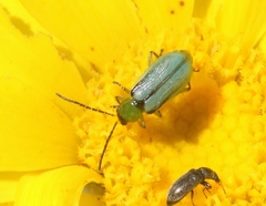 Diabrotica longicornis