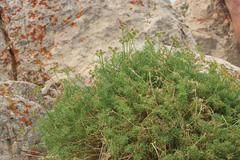 Cymopterus hendersonii