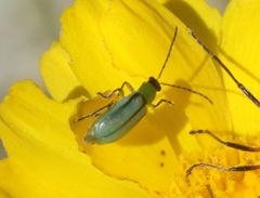 Diabrotica longicornis