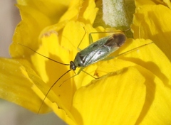 Ilnacora