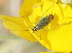Ilnacora