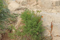 Cymopterus hendersonii