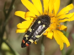 Acmaeodera amabilis
