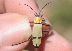 Chauliognathus misellus