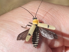 Chauliognathus misellus
