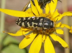 Acmaeodera solitaria
