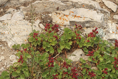 Telesonix heucheriformis