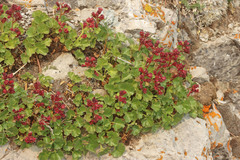 Telesonix heucheriformis