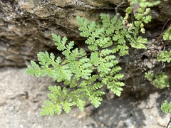 Myriopteris peninsularis