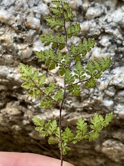 Myriopteris peninsularis