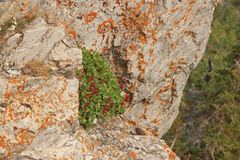 Telesonix heucheriformis