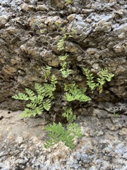 Myriopteris peninsularis