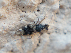 Patapius spinosus
