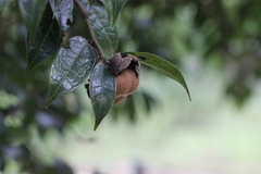 Camellia granthamiana