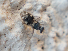 Patapius spinosus