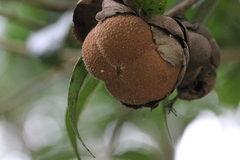 Camellia granthamiana