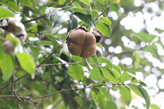Camellia granthamiana