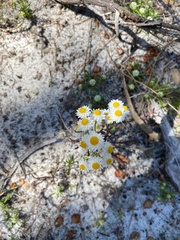 Hyalosperma cotula
