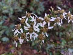 Aster scaber