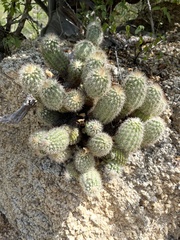 Echinocereus sciurus
