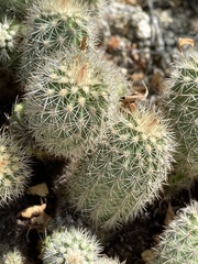 Echinocereus sciurus