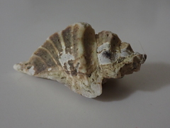 Pteropurpura trialata image