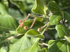 Rhus tepetate