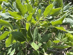 Rhus tepetate