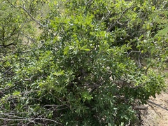 Rhus tepetate
