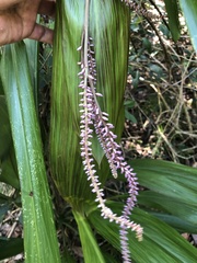 Cordyline rubra