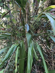 Cordyline rubra