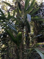Cordyline rubra
