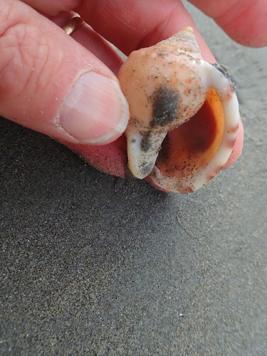 photo of Pear Bonnet Snail (Semicassis pyrum)