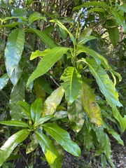 Cephaleuros lagerheimii