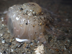 Harenactis attenuata