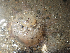 Harenactis attenuata