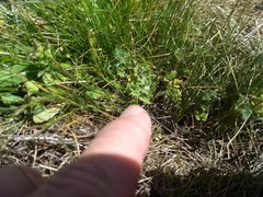 Nemophila pedunculata
