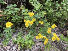 Chrysanthemum arisanense