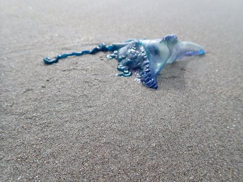 photo of Portuguese Man O' War (Physalia physalis)