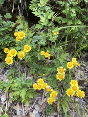 Chrysanthemum arisanense