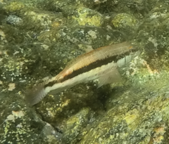 Serranus psittacinus