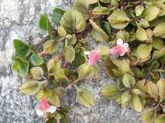 Torenia polygonoides