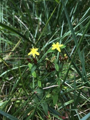 Hypericum taihezanense
