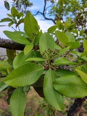 Syzygium × intermedium